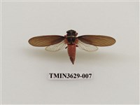 藏品(紅腳黑翅蟬)的圖片